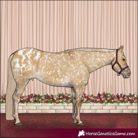 Horse Color:Chocolate Palomino Dun Appaloosa and Chocolate Palomino Dun Appaloosa