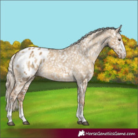 Horse Color:Chocolate Palomino Dun Appaloosa  and Chocolate Palomino Dun Appaloosa 