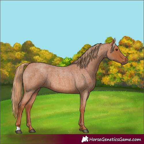 Horse Color:Red Roan 