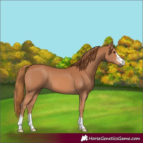 Horse Color:Chestnut 