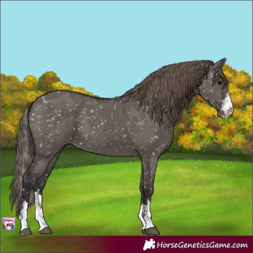 Horse Color:Smoky Grullo Appaloosa and Smoky Grullo Appaloosa