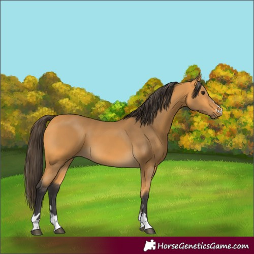 Horse Color:Buckskin 