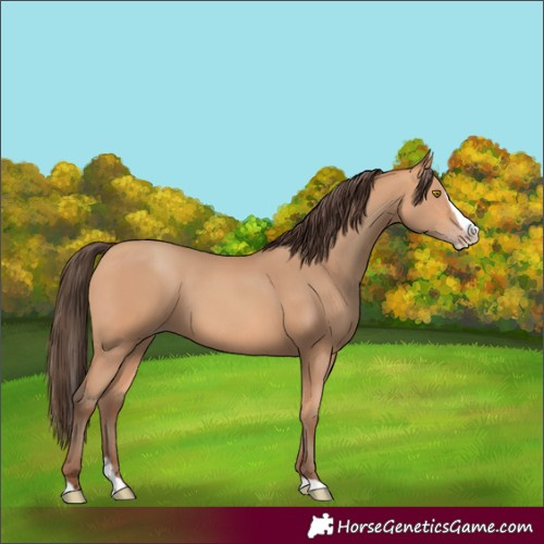 Horse Color:Amber Champagne Splash 
