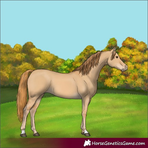 Horse Color:Red Dun 