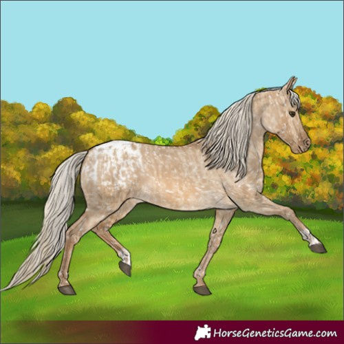 Horse Color:Chocolate Palomino Dun Blanket and Chocolate Palomino Dun Snowflake Varnish