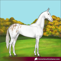 Horse Color:Chocolate Palomino Dun Appaloosa  and Chocolate Palomino Dun Appaloosa 