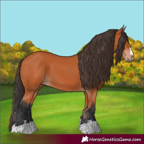 Horse Color:Bay 