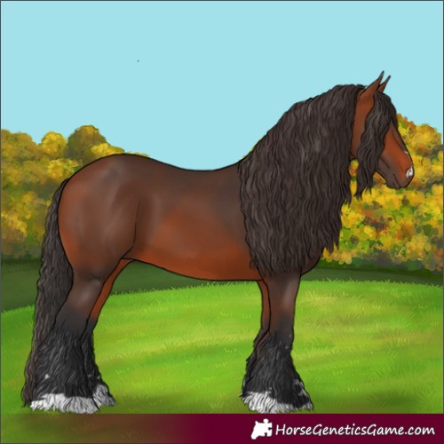 Horse Color:Bay 
