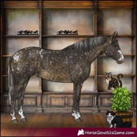 Horse Color:Silver Buckskin Skewed Appaloosa  and Buckskin Skewed Appaloosa 