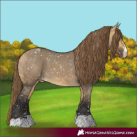 Horse Color:Buckskin Dun Appaloosa  and Buckskin Dun Appaloosa 
