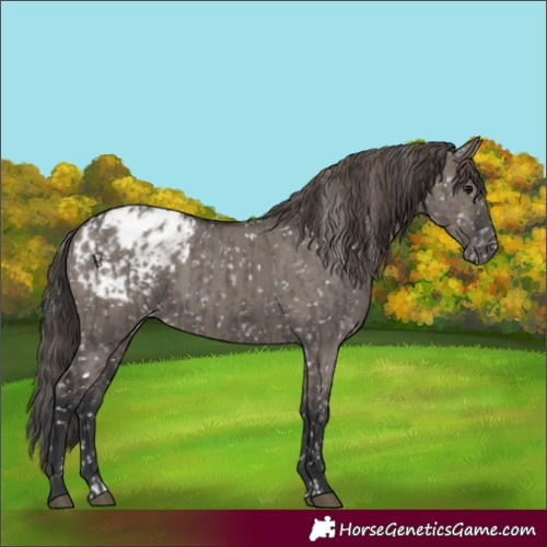 Horse Color:Smoky Grullo Appaloosa  and Grullo Appaloosa 