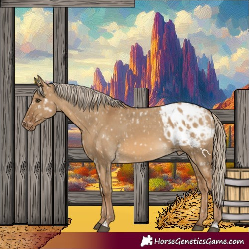 Horse Color:Chocolate Palomino Dun Blanket  and Chocolate Palomino Dun Blanket 