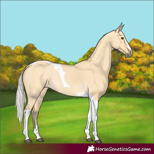 Horse Color:Silver Buckskin Dun Tobiano 