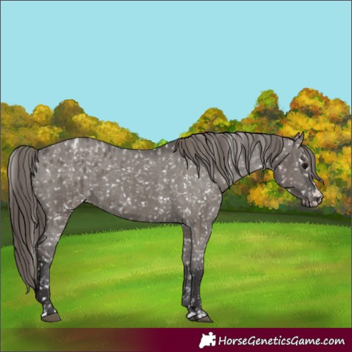 Horse Color:Smoky Grullo Appaloosa and Smoky Grullo Appaloosa