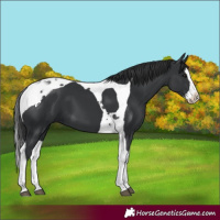 Horse Color:Black Splash Tobiano 