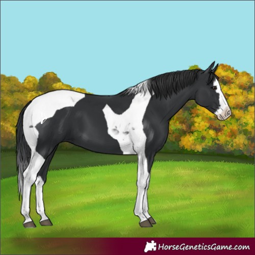 Horse Color:Black Splash Tobiano