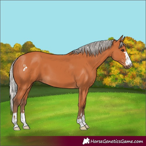 Horse Color:Silver Bay 