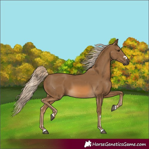 Horse Color:Chocolate Palomino 