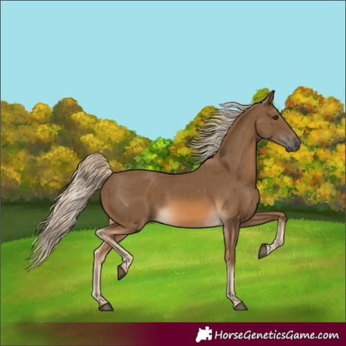 Horse Color:Chocolate Palomino 