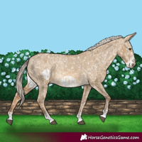 Horse Color:Chocolate Palomino Dun Snowflake Varnish and Chocolate Palomino Dun Frame Snowflake Varnish