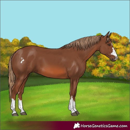Horse Color:Chestnut 
