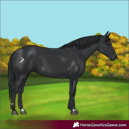 Horse Color:Black 