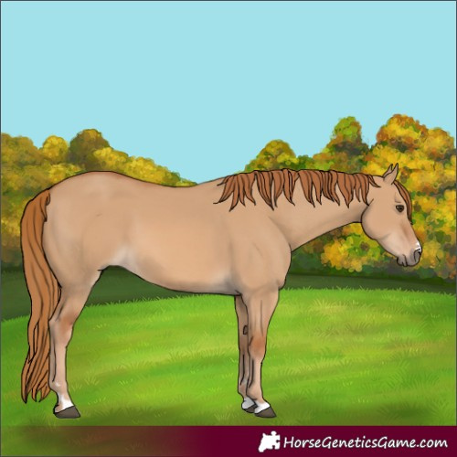 Horse Color:Red Dun 