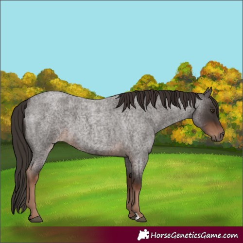 Horse Color:Liver Red Roan 