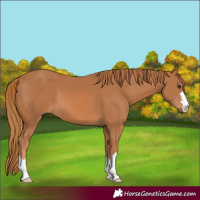 Horse Color:Chestnut 