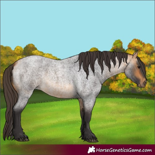 Horse Color:Buckskin Roan 