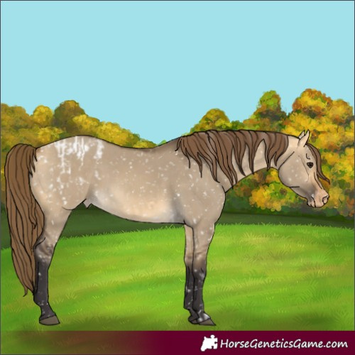 Horse Color:Buckskin Dun Appaloosa  and Buckskin Dun Appaloosa Rabicano 
