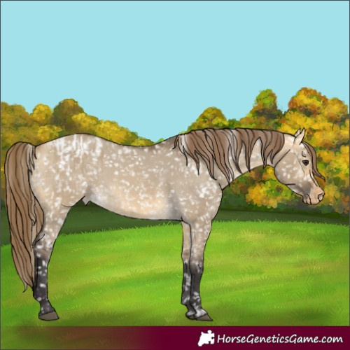 Horse Color:Buckskin Dun Appaloosa  and Buckskin Dun Appaloosa Rabicano 