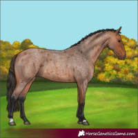 Horse Color:Bay Roan