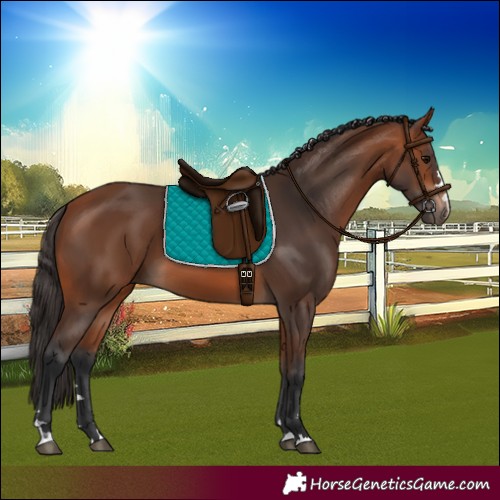 Horse Color:Bay 