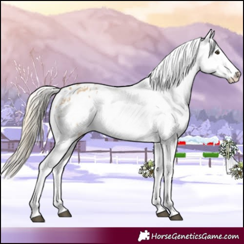 Horse Color:Chocolate Palomino Dun Appaloosa  and Chocolate Palomino Dun Frame Appaloosa 