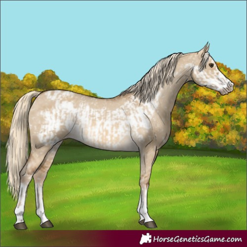 Horse Color:Chocolate Palomino Dun Appaloosa and Chocolate Palomino Dun Frame Appaloosa