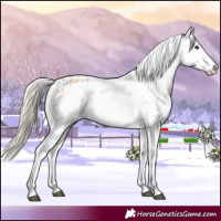 Horse Color:Chocolate Palomino Dun Appaloosa and Chocolate Palomino Dun Frame Appaloosa