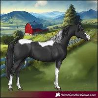 Horse Color:Black Tobiano