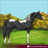 Horse Color:Black Tobiano 