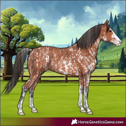 Horse Color:Bay Sabino Rabicano  and Bay Sabino Rabicano 
