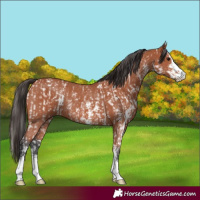Horse Color:Bay Sabino Rabicano  and Bay Sabino Rabicano 
