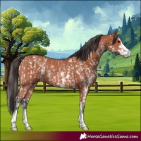 Horse Color:Bay Sabino Rabicano and Bay Sabino Rabicano