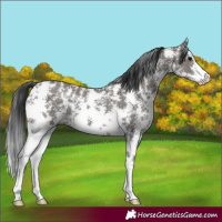 Horse Color:Grullo Sabino Rabicano 