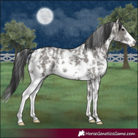Horse Color:Grullo Sabino Rabicano