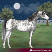 Horse Color:Grullo Sabino Rabicano 