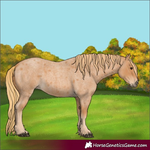 Horse Color:Red Roan 