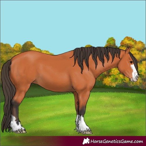 Horse Color:Bay 