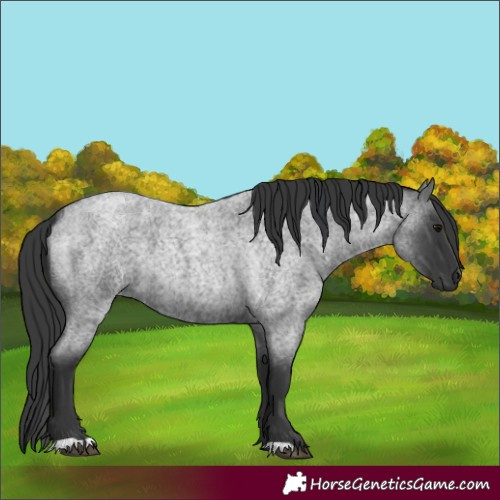 Horse Color:Blue Roan 