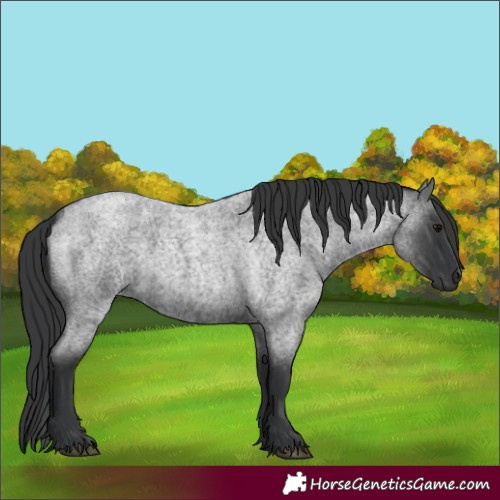 Horse Color:Blue Roan