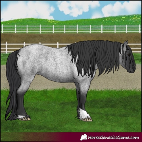 Horse Color:Blue Roan